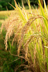 Golden rice spike in rice field, Chiang Mai, Thailand. Macro