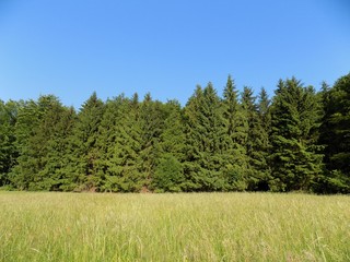 Meadow, coniferous forest and blue sky