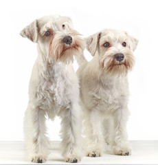 white schnauzer puppies
