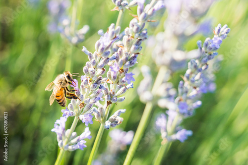 Ape su lavanda