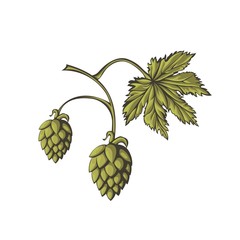 Beer hop flowers on white background.