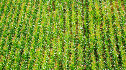 corn field detail from the top view