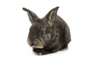 Obraz premium Little rabbit