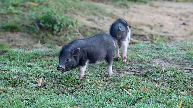 Vietnamese Potbelly Piglets on the meadow