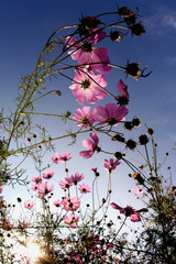 pink flowers against the sky