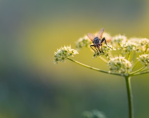 Close up of fly sitting on wild flower