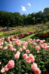 Colorful flower garden in Mae Fah Luang, Chiang Rai, Thailand