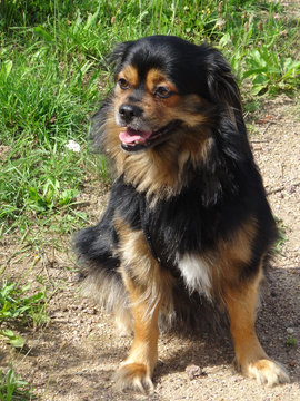 Tyson