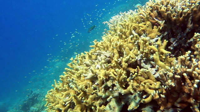 School of fish Chromis viridis on the Acropora coral closeup.