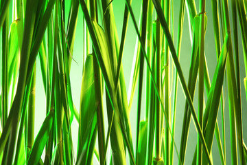 Green reeds background