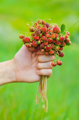 hand holding bunch of meadow red ripe wild strawberries