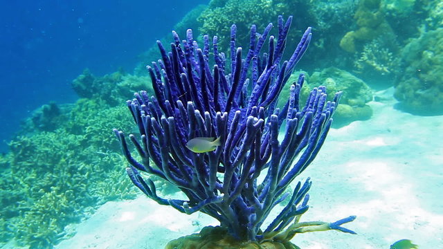 Row pore rope sponge swaying underwater on coral reef with fish