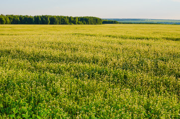 beauty summer meadow on blue sky backgrounds