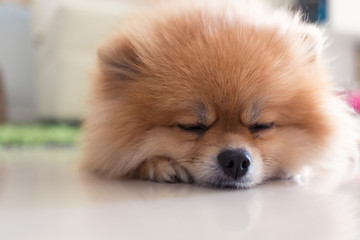 pomeranian dog cute pets in home