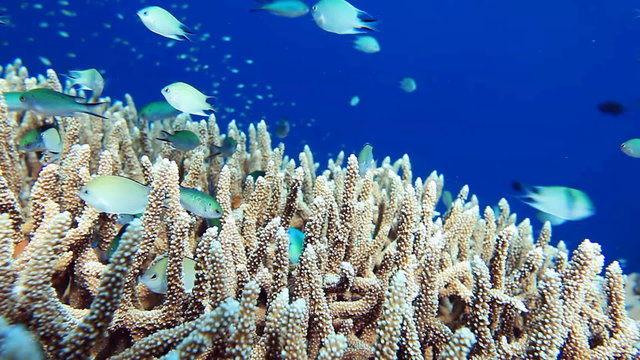 School of fish Chromis viridis on the Acropora coral closeup.