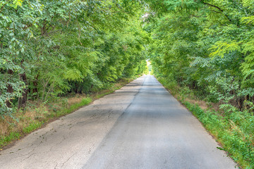 A road through forest