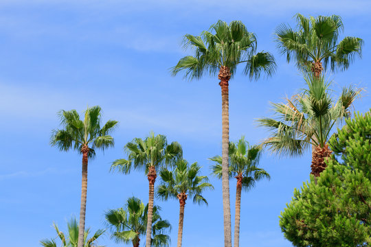 Palm trees in Cannes
