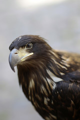 Beautiful wild eagle