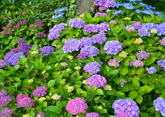 Hortensie - Blumenbeet
