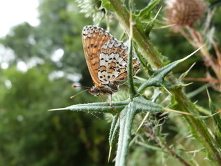 tête à tête avec un papillon