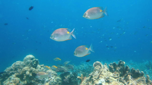 School of fish Rabbitfish (Golden Rabbitfish, Gold saddle Rabbitfish - Siganus guttatus) on the coral reef panorama