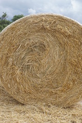 Erntezeit im Weizenfeld