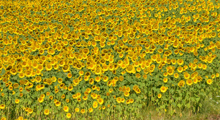 Obraz premium Sonnenblumenfeld