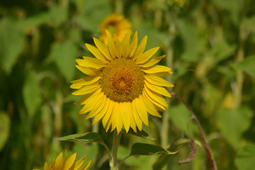 Sonnenblume im Feld