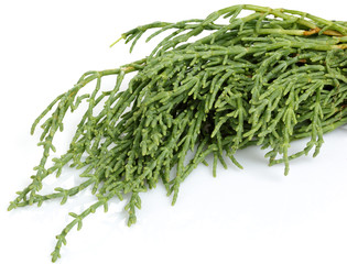 Samphire