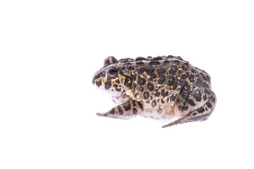 Bulldog frog isolated on a white background