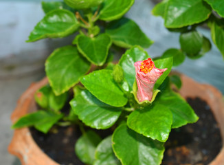 China rose