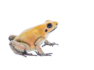 Yellow dart poison frog isolated at a white background