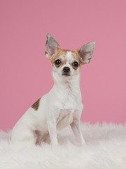 Cute chihuahua dog sitting in front of a pink background