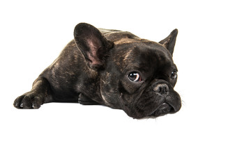 Cute French bulldog lying down on the floor isolated on a white background