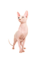 Gracious sphinx cat standing and looking up at an isolated background