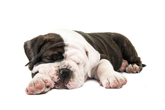 Cute english bulldog puppy sleeping isolated at a white background