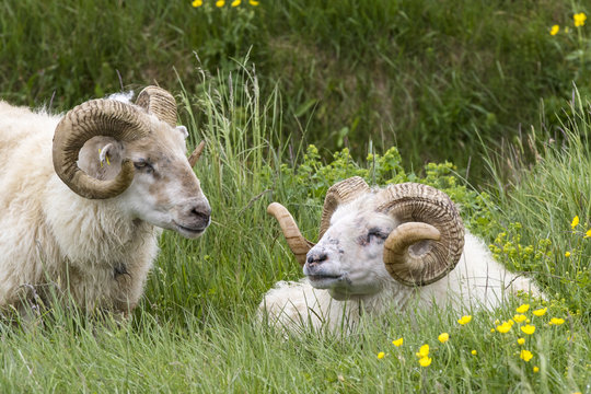 Two Icelandic Sheep Rams