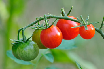 A cluster of cherry tomatoes on the vine.
