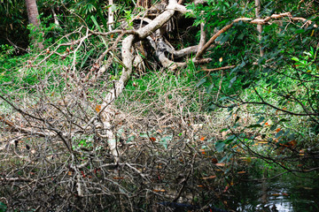 Dry branch in green water