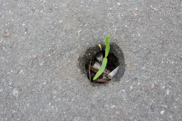 Young green plant growing alone in Trash. Soft focus