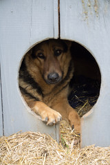 Dog in the wooden doghouse.