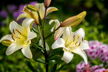 Fototapeta na wymiar Beautiful yellow lilly close up in garden