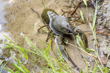 Freshwater green cancer at the River.