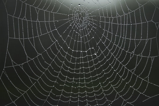 close up view of a spiders web
