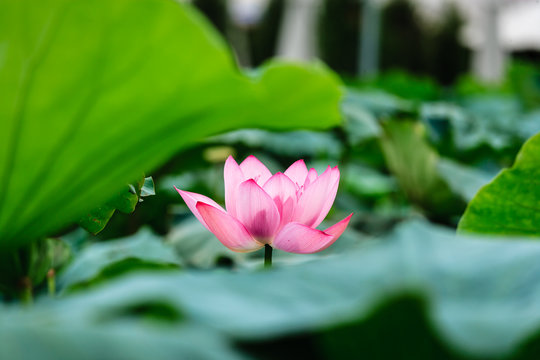 Fototapeta Lotus flower