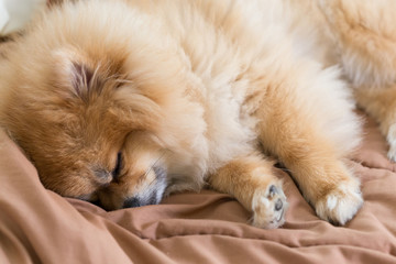 cute pet in house, pomeranian dog sleeping on the bed at home