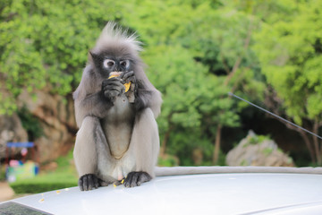 Langur eating the corn on roof white car