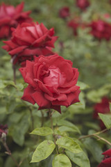 blooming rose garden