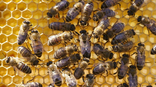 Queen and Bees working on honey cells. Close up macro.