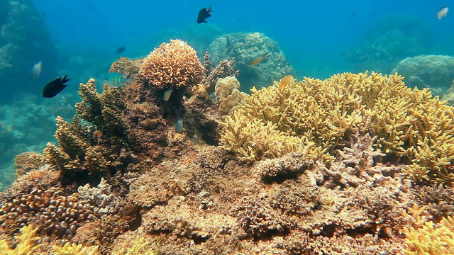 Underwater view on the coral reef in tropical seas